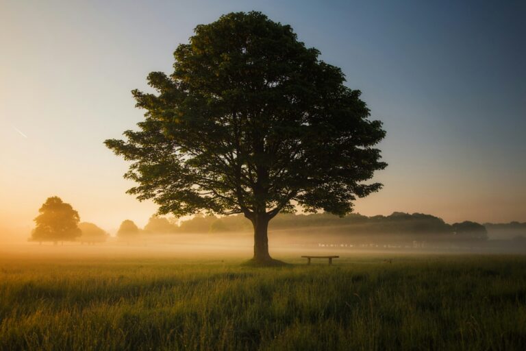 Large solitary tree in a peaceful field at sunrise with mist and distant trees.