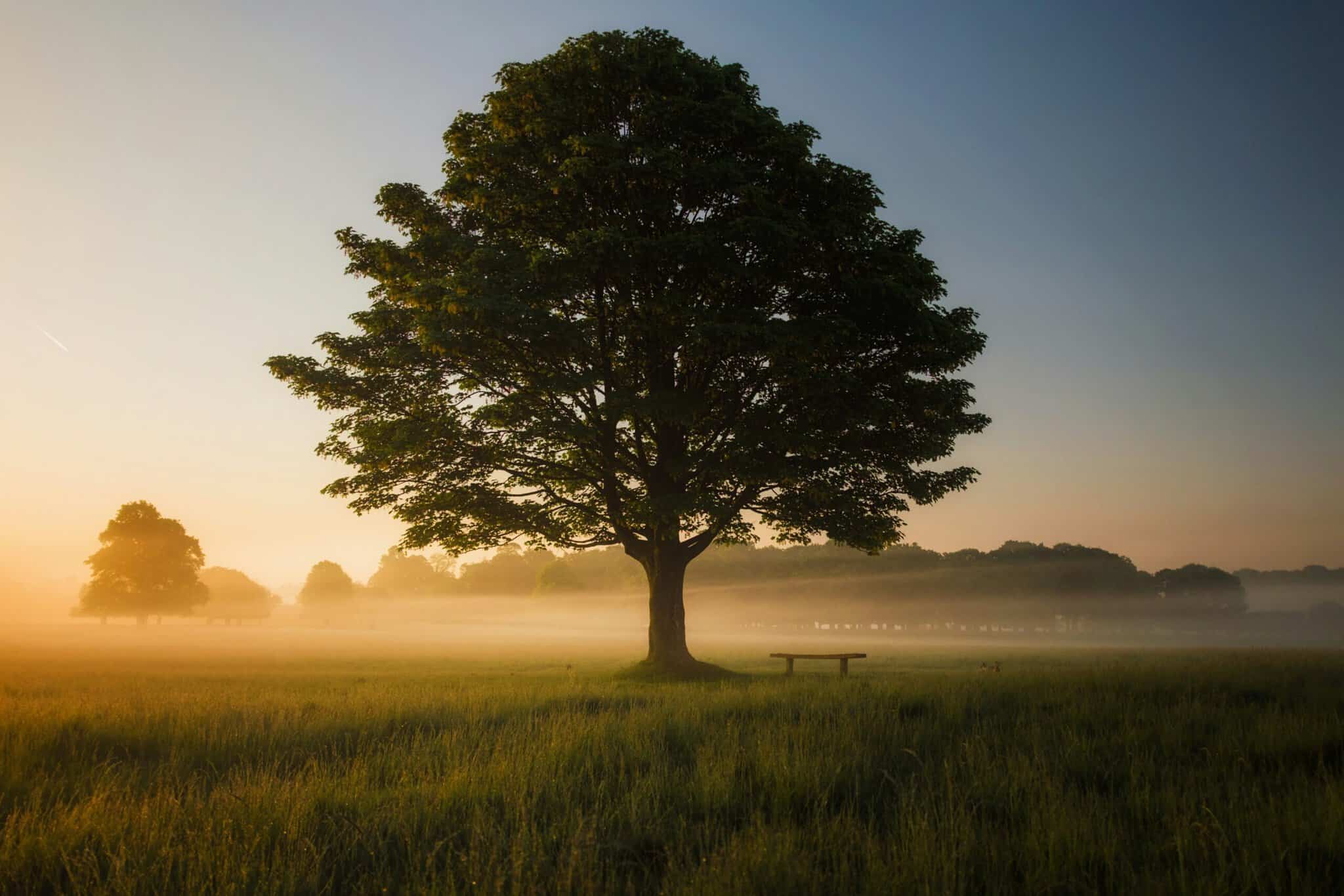 Large solitary tree in a peaceful field at sunrise with mist and distant trees.