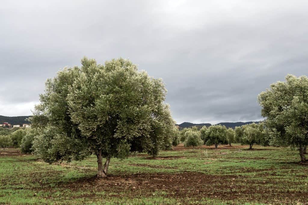 Orchard with lush green trees under cloudy sky.