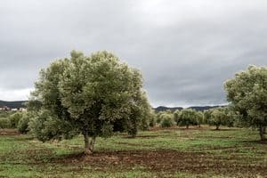 Orchard with lush green trees under cloudy sky.