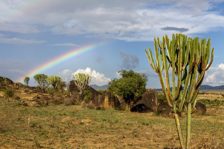 Desert landscape with cactus, rainbow, and cloudy sky in the background.